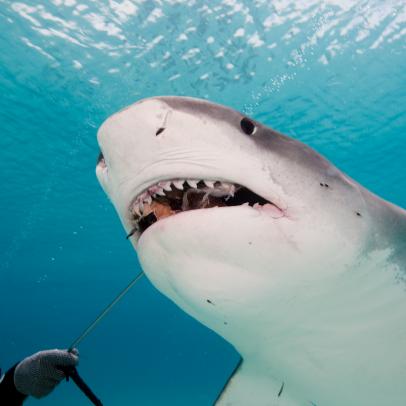 Shark Week: The Podcast - Do Scientists Need to Kill Sharks?