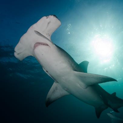 Shark Week: The Podcast - Lights! Camera! TEETH! Making Shark Docs