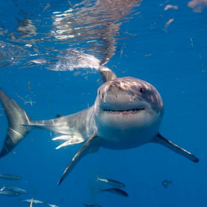 Shark Week: The Podcast - How Smart Are Sharks?