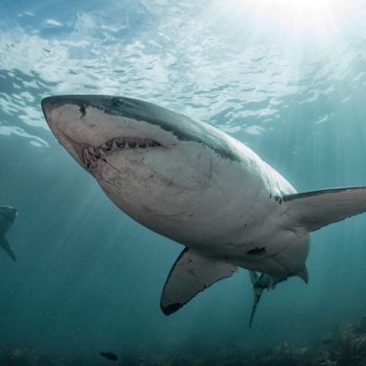 Shark Week: The Podcast - How To Have A Career in Shark Science