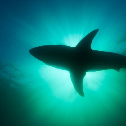 Shark Week: The Podcast - Undiscovered Sharks and the State of the Ocean